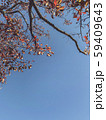 tree in autumn, Natural scene of autumn leaf, red leaf and blue sky with copy space. 59409643