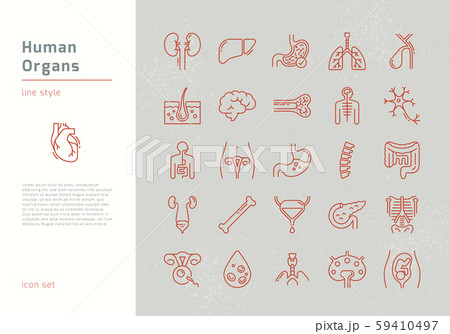 Large set of linear vector icons of human organs with signatures. 59410497