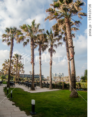 大きなヤシの木が並ぶホテルの庭　テルアビブにて 59410736