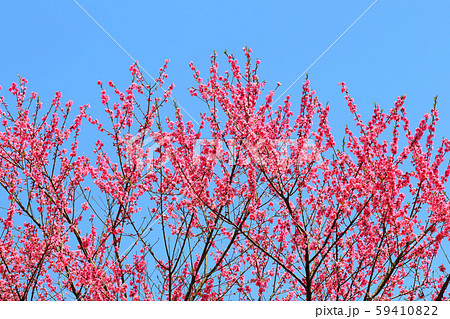 春の花 ハナモモ 赤い花 花桃 春の花 ハナモモ 赤い花 花桃 59410822