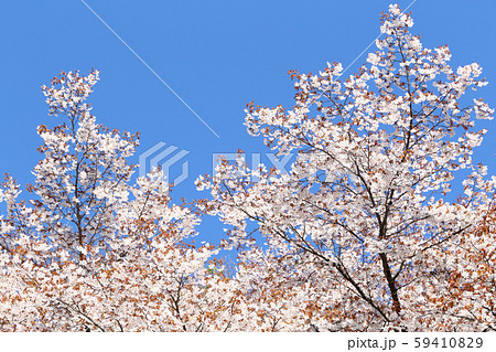 桜　さくら　サクラ 59410829