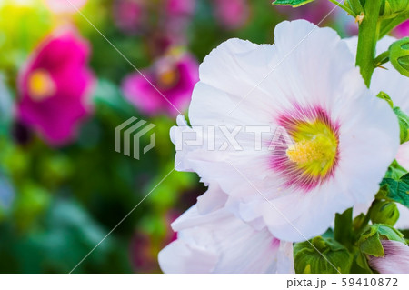 White crimson malva flower White crimson malva flower 59410872