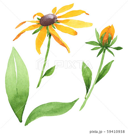 Rudbeckia hirta floral botanical flowers. Watercolor background set. Isolated rudbeckia illustration 59410938