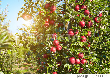 apples in the orchard 59411182