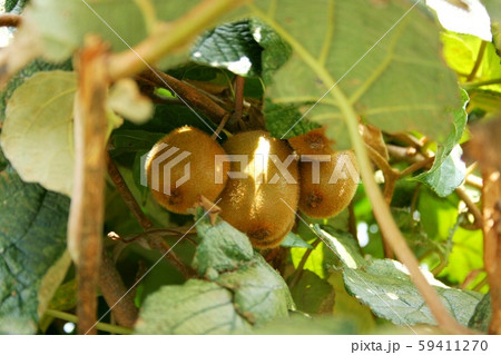 キウイフルーツ 59411270