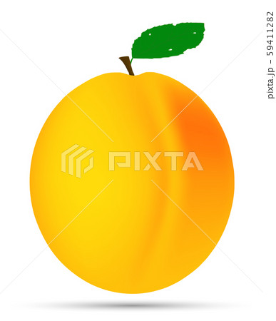 Vector drawing. Nutrition concept. Realistic image apricot Vector drawing. Nutrition concept. Realistic image apricot 59411282