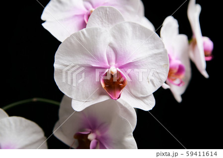 Orchid flower blossom isolated on the black 59411614