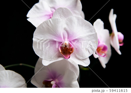 Orchid flower blossom isolated on the black Orchid flower blossom isolated on the black 59411615