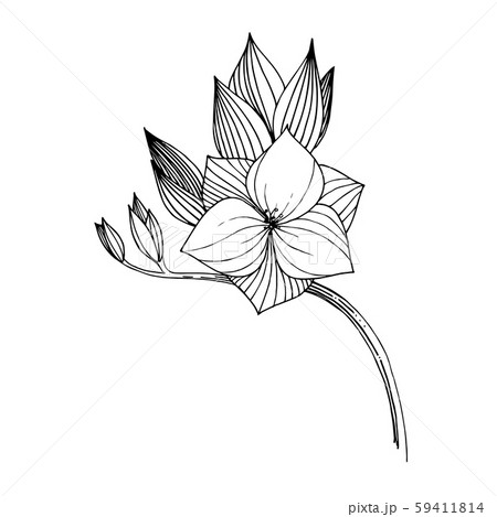 Vector Freesia floral botanical flower. Black and white engraved ink art. Isolated freesia Vector Freesia floral botanical flower. Black and white engraved ink art. Isolated freesia 59411814