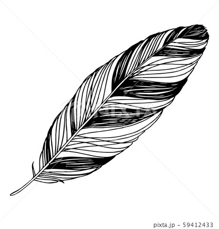 Vector Bird feather from wing isolated. Black and white engraved ink art. Isolated feathers Vector Bird feather from wing isolated. Black and white engraved ink art. Isolated feathers 59412433
