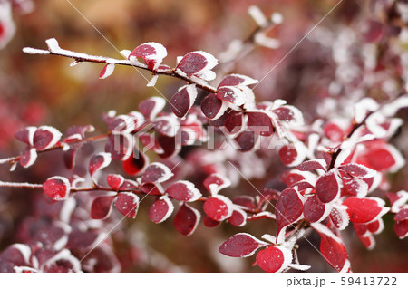 Frost on autumn barberry branches with red leaves 59413722