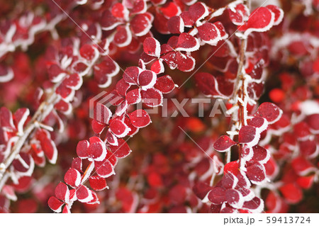 Frosty barberry branches with red autumn leaves 59413724