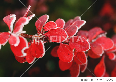 Red autumn barberry leaves close-up with hoarfrost 59413725
