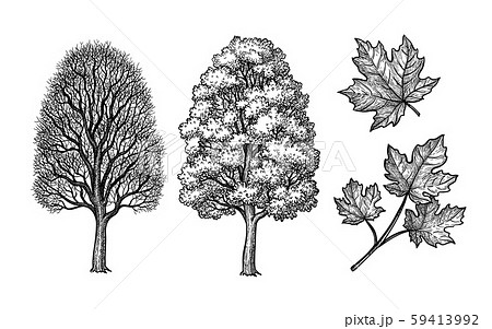 Winter And Summer Maple Trees のイラスト素材 59413992 Pixta