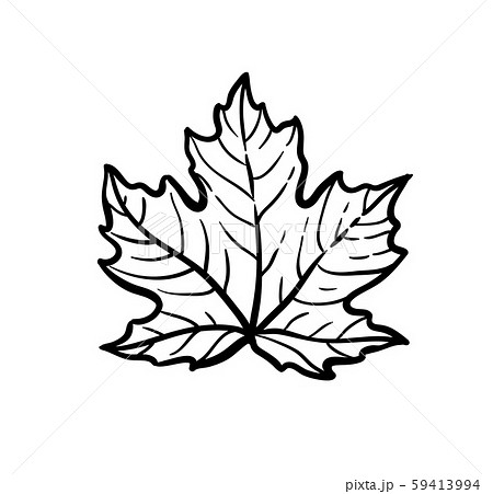 Ink sketch of maple leaf. Ink sketch of maple leaf. 59413994