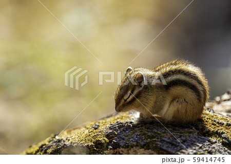 日向ぼっこのエゾシマリス 日向ぼっこのエゾシマリス 59414745