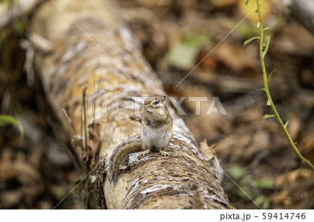 秋色のエゾシマリス 59414746