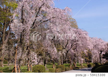 京都　二条城の枝垂れ桜 59415300