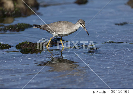 キアシシギ 59416465