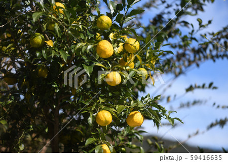 色づいた実生ゆず 色づいた実生ゆず 59416635