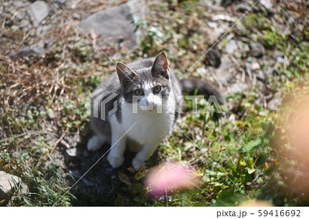 かわいい子猫の写真素材