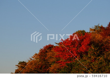 夕焼けに染まる真っ赤な紅葉のイメージ 59416710
