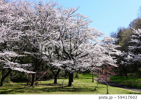 春の印象 桜咲く公園 春の印象 桜咲く公園 59417602