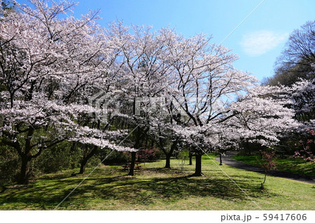 春の印象 桜咲く公園 春の印象 桜咲く公園 59417606