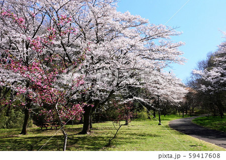 春の印象 桜咲く公園 春の印象 桜咲く公園 59417608