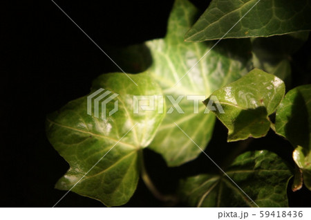 夜のアイビー 59418436