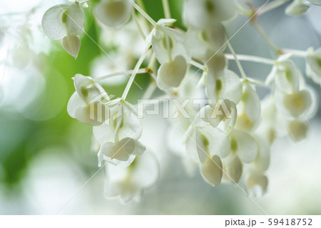 立木ベコニア 59418752