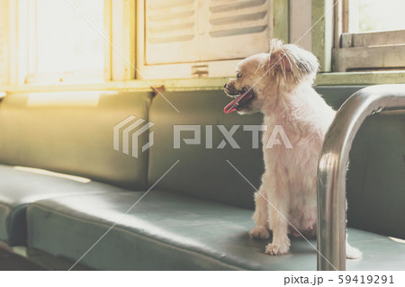 Dog so cute inside a railway train wait for travel Dog so cute inside a railway train wait for travel 59419291