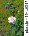 バラの花 バラの花 59419347