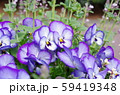 ビオラの花 ビオラの花 59419348