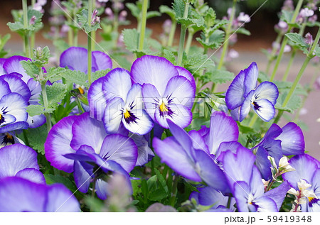 ビオラの花 59419348
