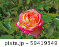 バラの花 バラの花 59419349