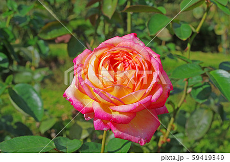 バラの花 59419349