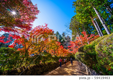 高野山 蛇腹道の紅葉 59419463