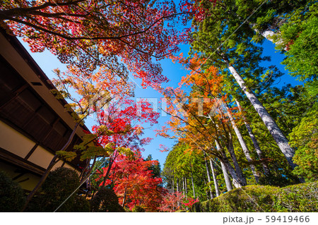 高野山 蛇腹道の紅葉 59419466