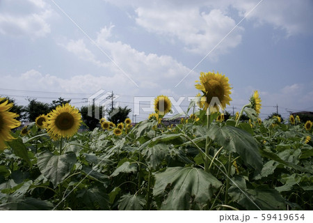 夏のひまわり畑 59419654