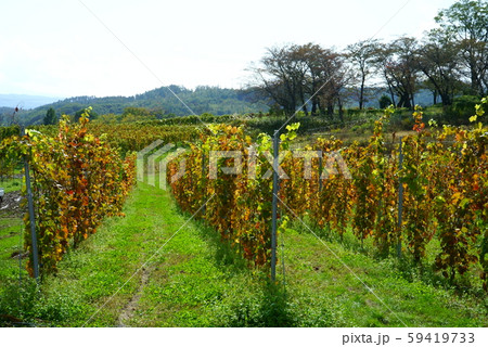 上田市のワイン畑 59419733