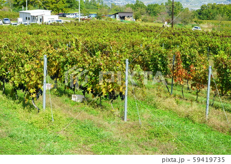 上田市のワイン畑 59419735