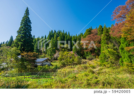 一本杉のある家 滋賀県湖北地方 11月 59420005
