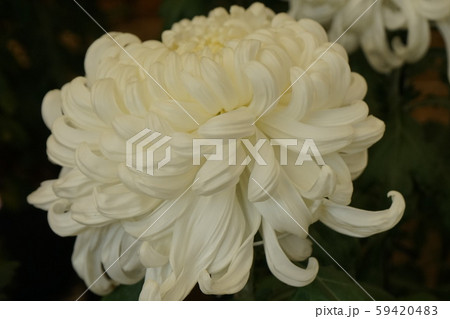 菊白色花 アツプ 菊白色花 アツプ 59420483