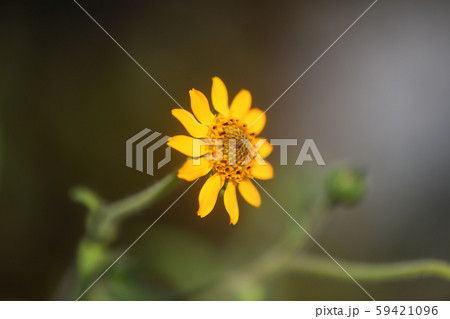 ヤーコンの花の写真素材