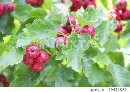 山査子の実 山査子の実 59421380