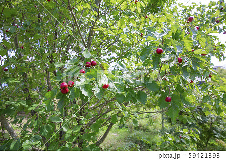 山査子の実 山査子の実 59421393