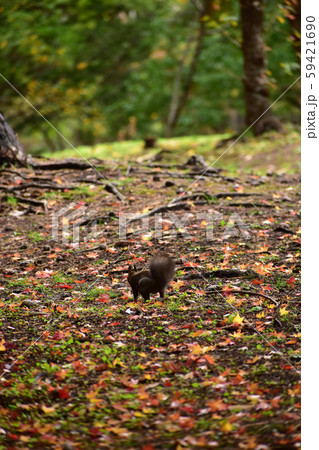 秋の公園のエゾリスの後姿 59421690