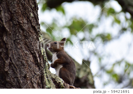 少し不安げに立つエゾリス 59421691