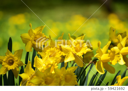 満開の水仙 59421692